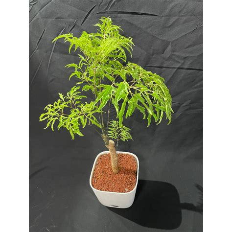 招陰植物|什麼植物招陰？